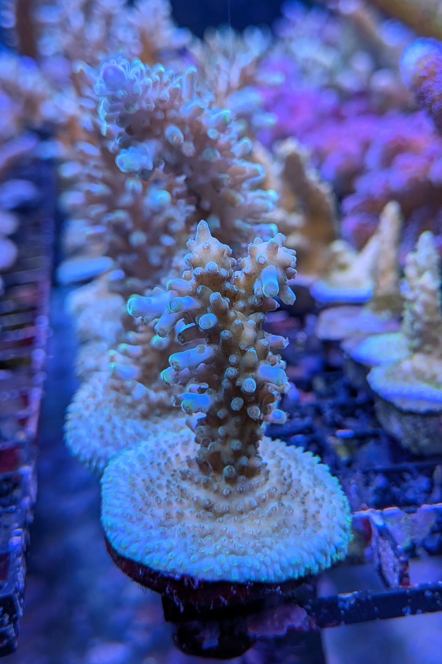Aquatip Staghorn Acropora Coral