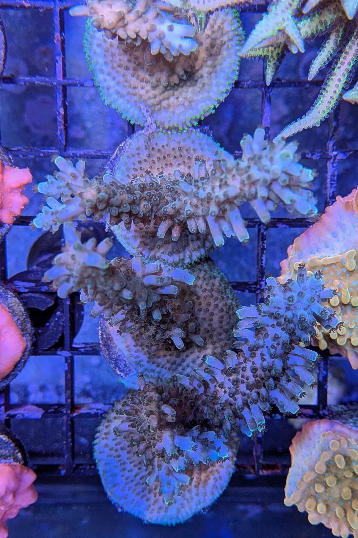 Aquatip Staghorn Acropora Coral