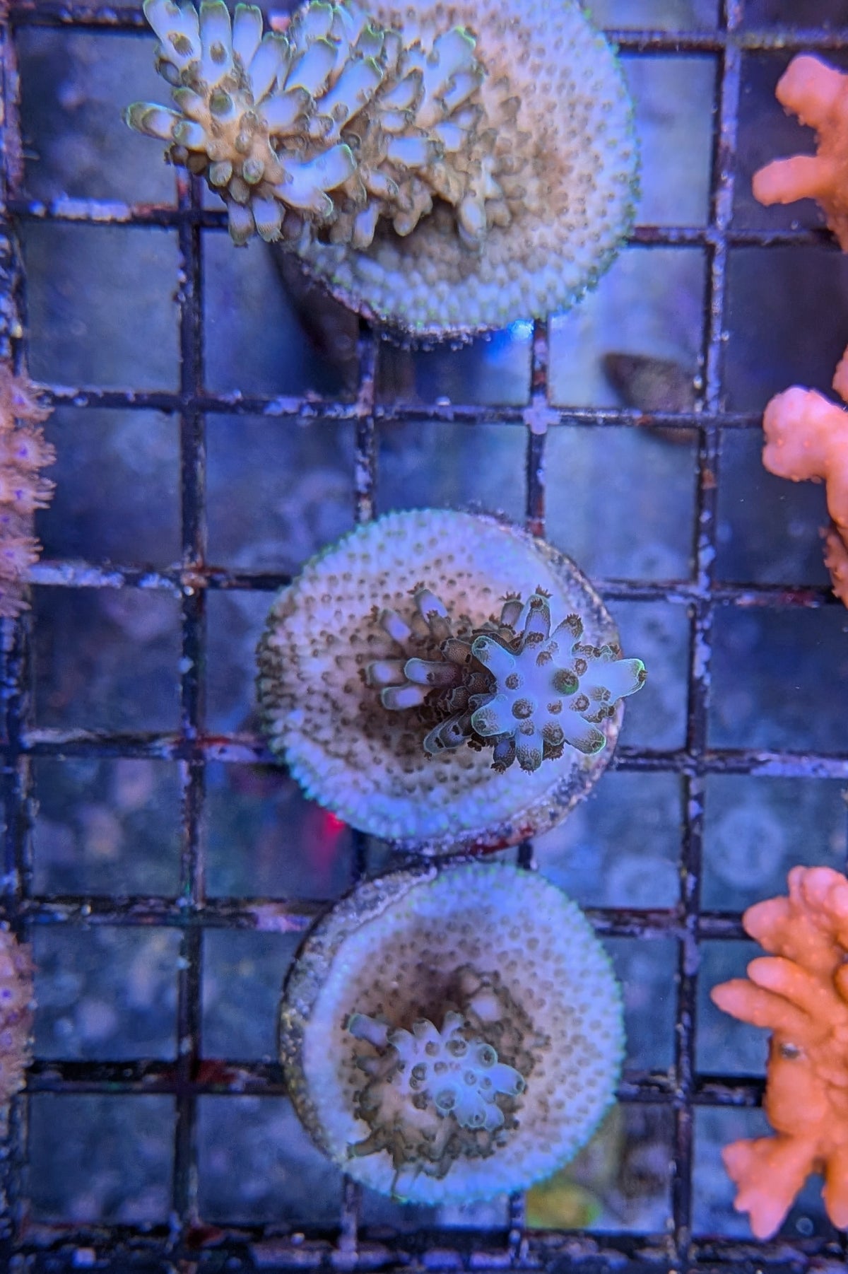 Aquatip Staghorn Acropora Coral