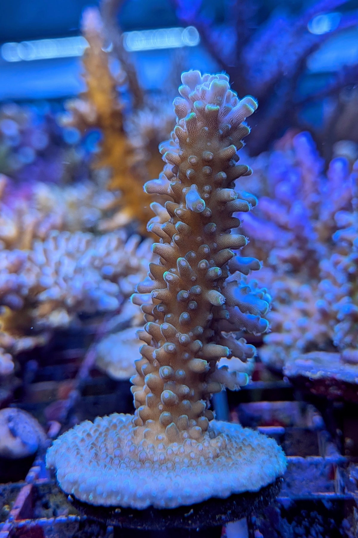 Aquatip Staghorn Acropora Coral