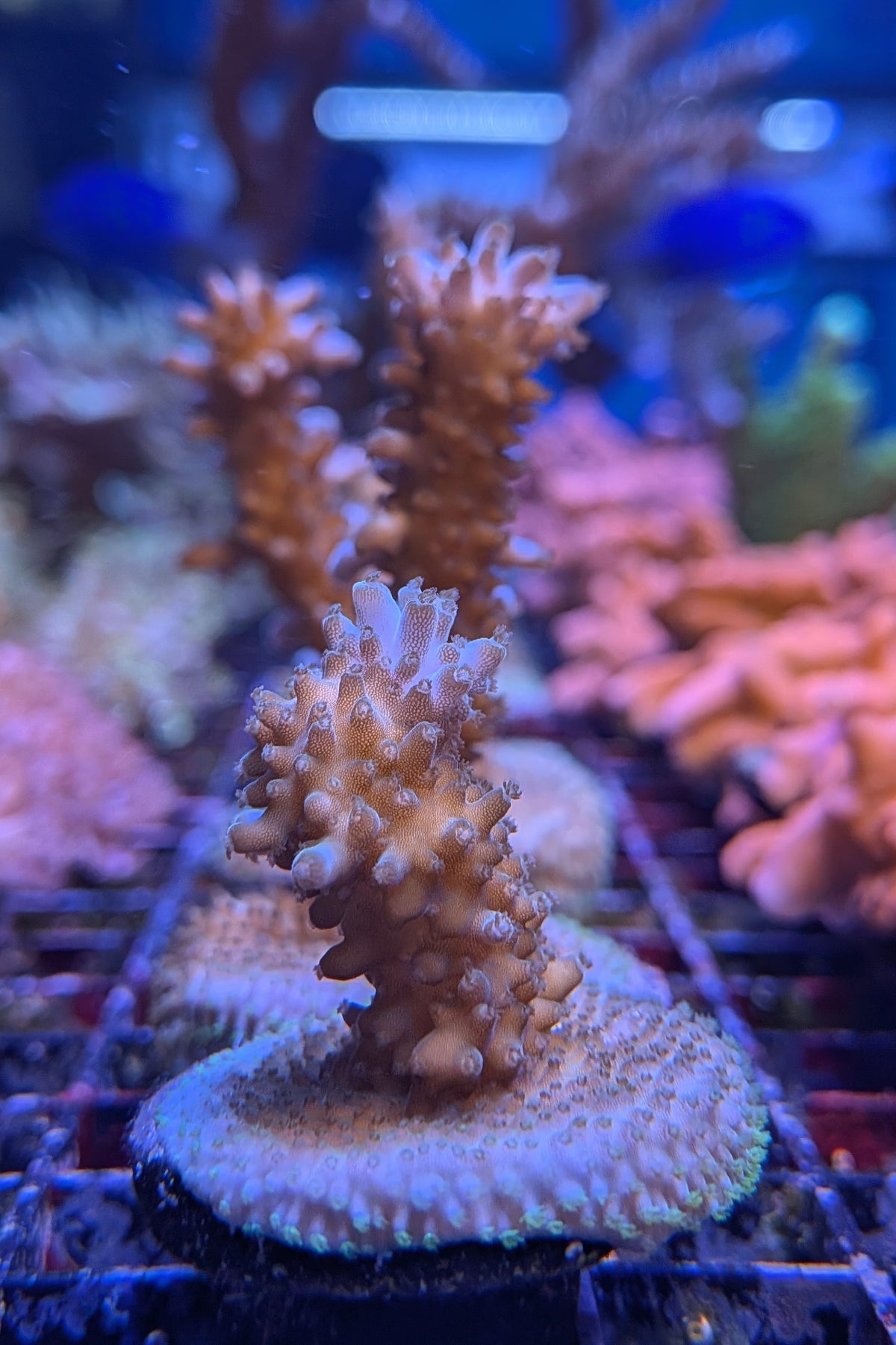 Aquatip Staghorn Acropora Coral