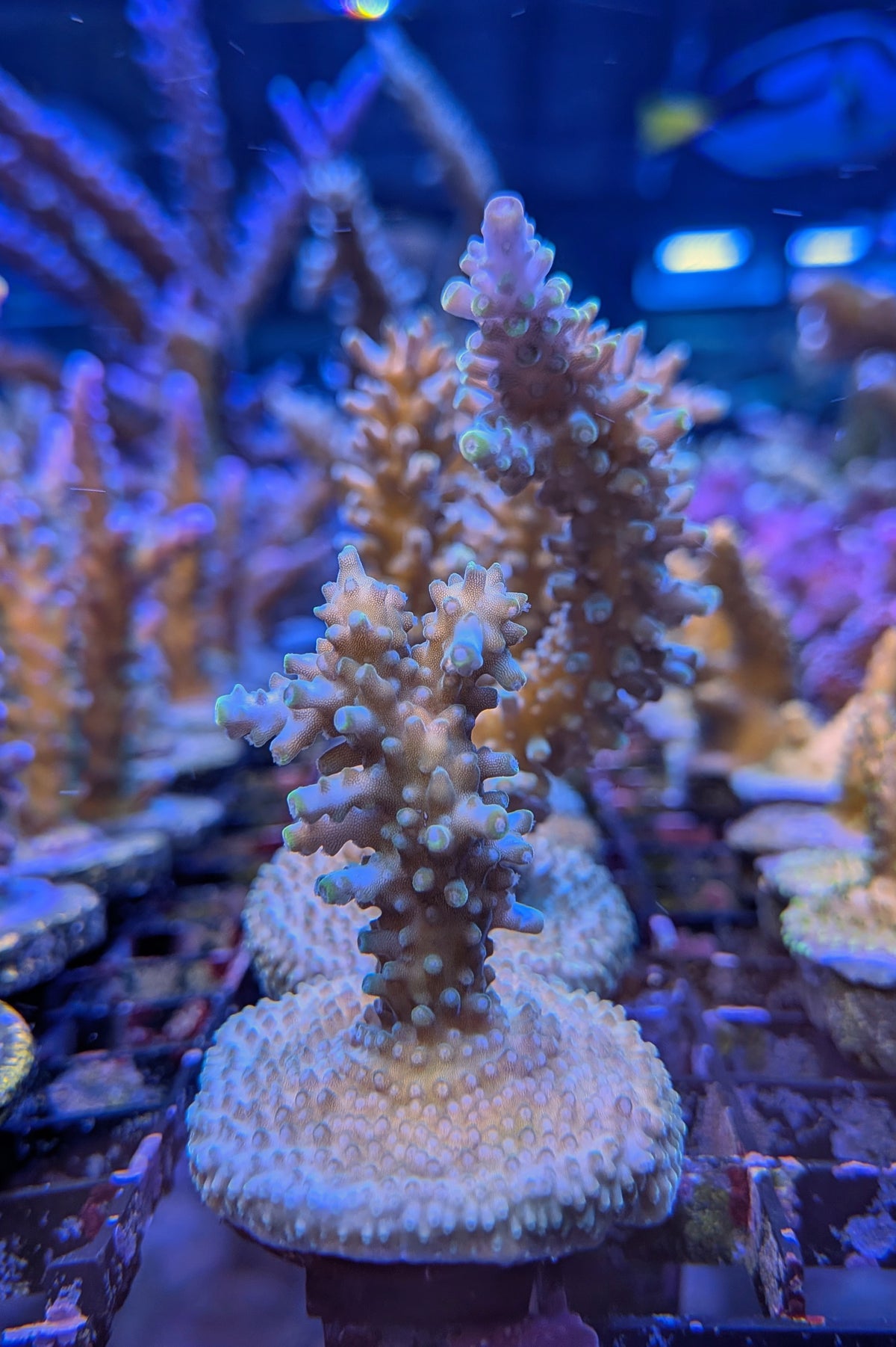 Aquatip Staghorn Acropora Coral