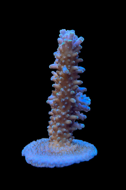 Aquatip Staghorn Acropora Coral