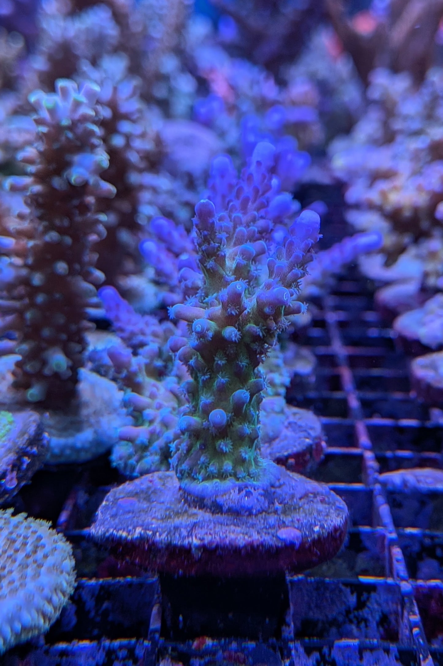 Blue Tort Acropora Coral