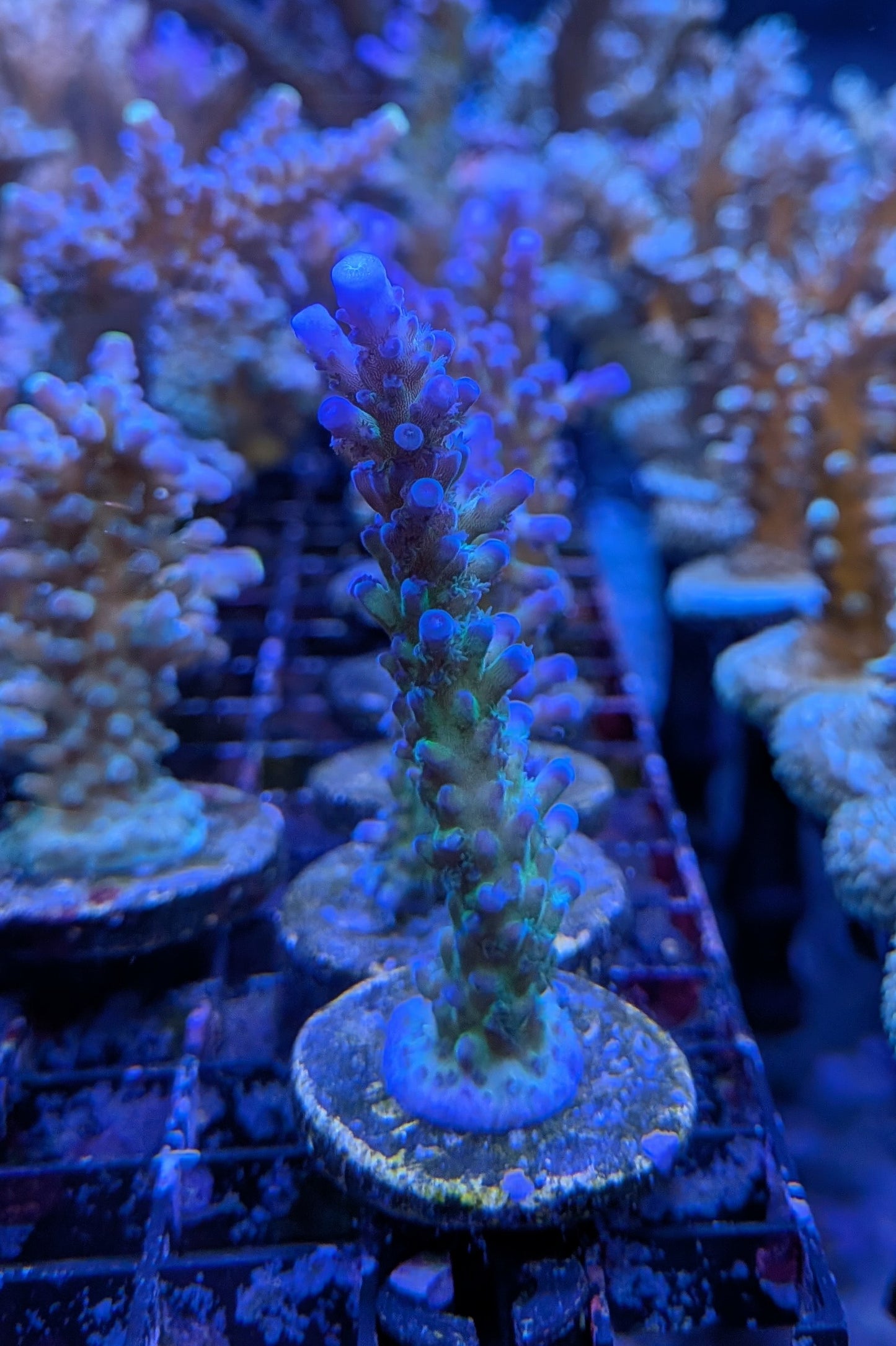 Blue Tort Acropora Coral