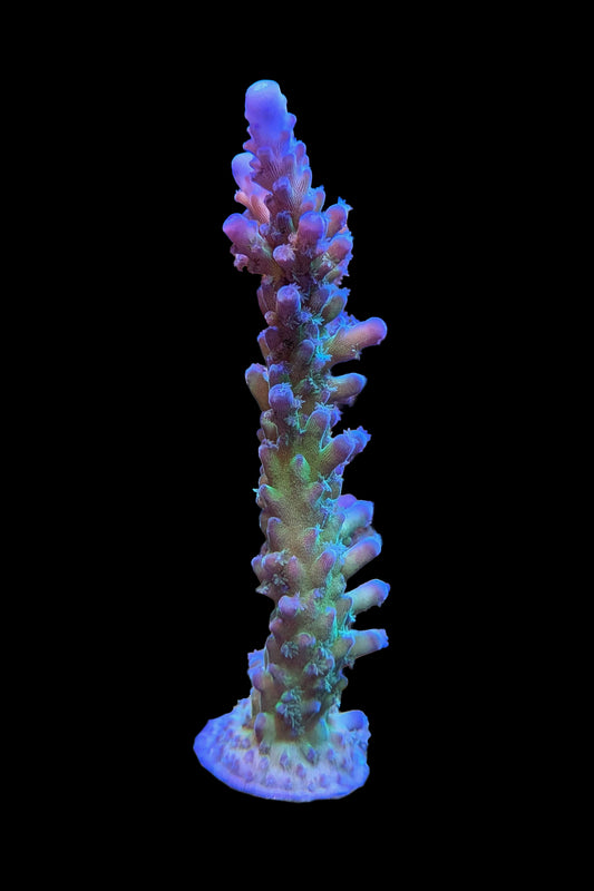 Blue Tort Acropora Coral
