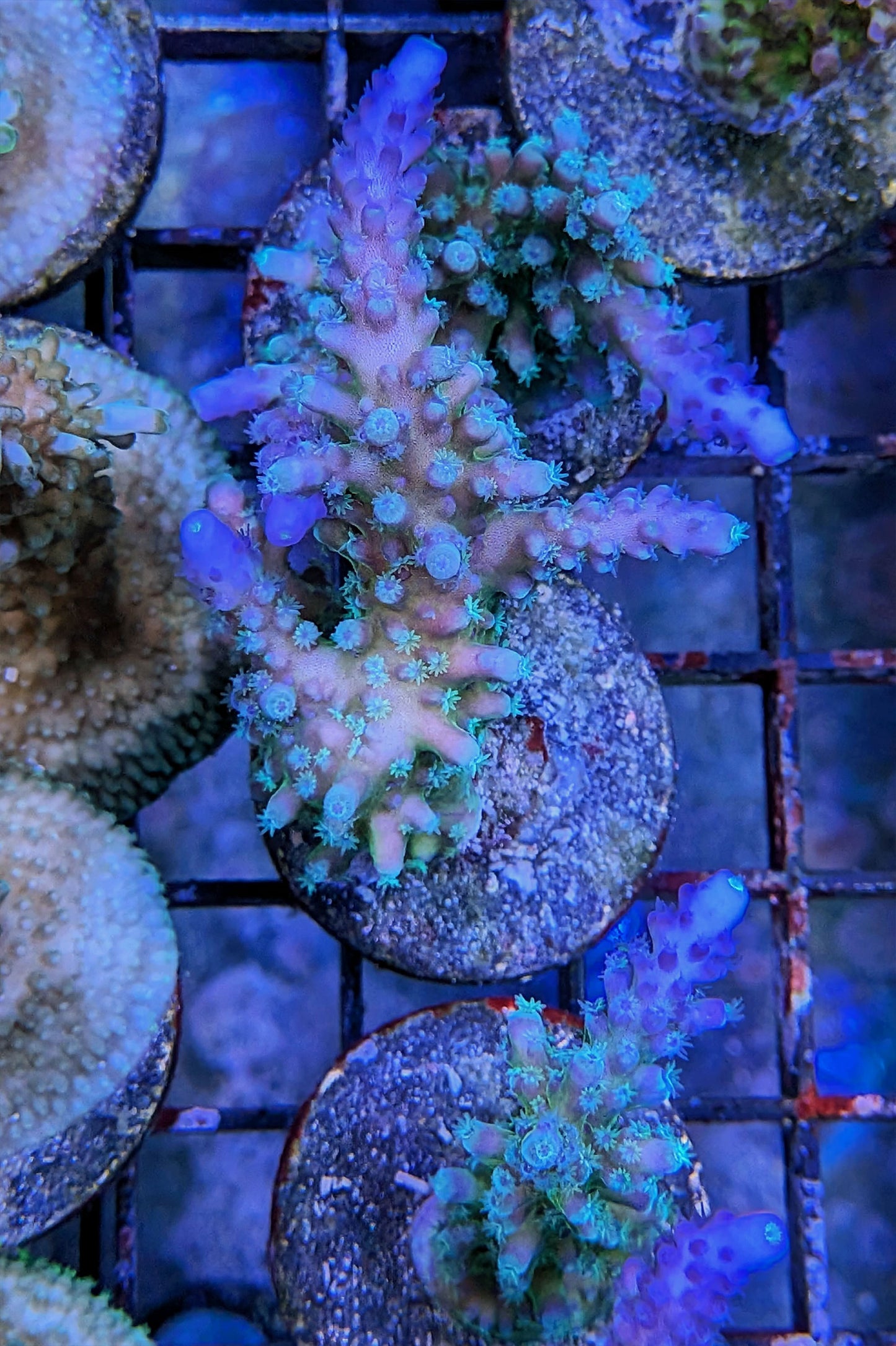 Blue Tort Acropora Coral
