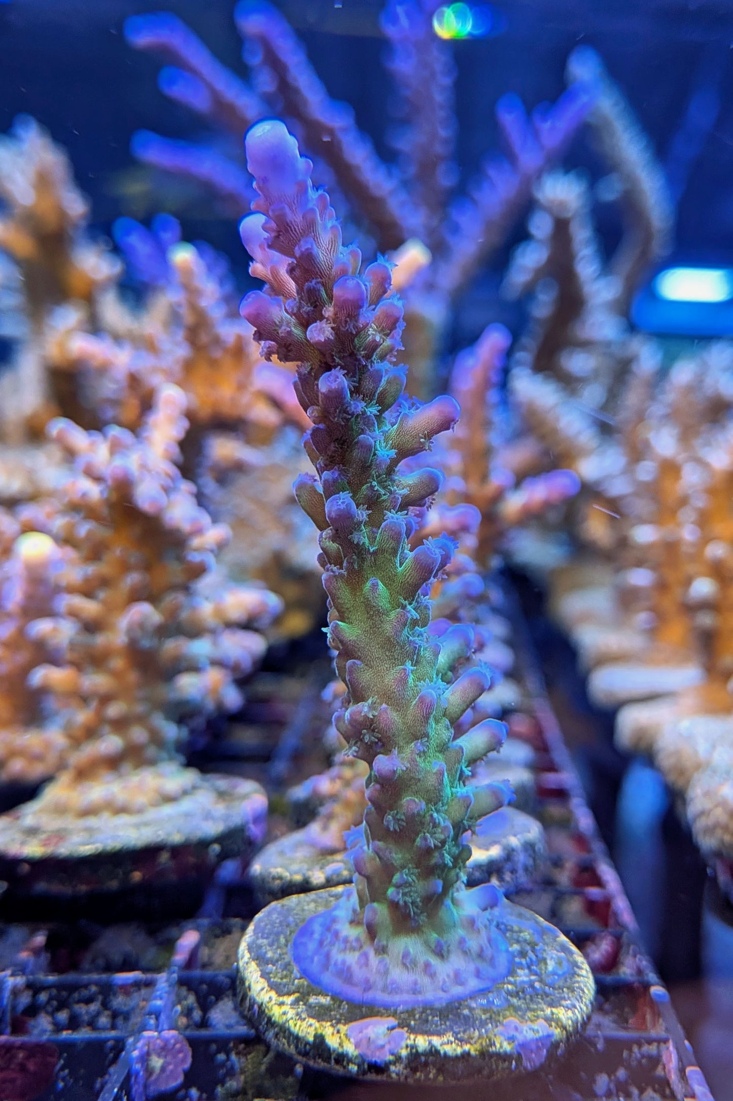 Blue Tort Acropora Coral