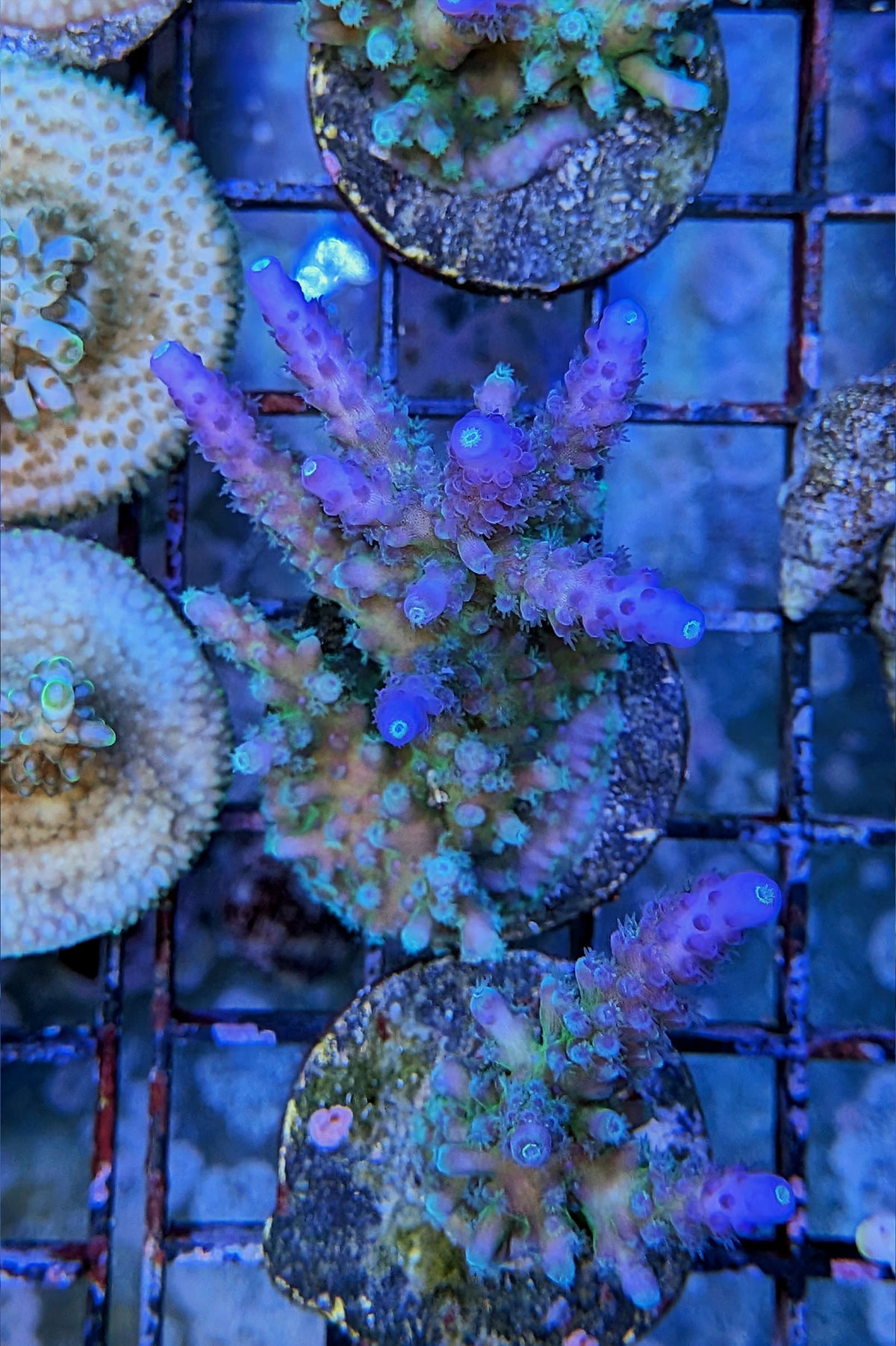 Blue Tort Acropora Coral