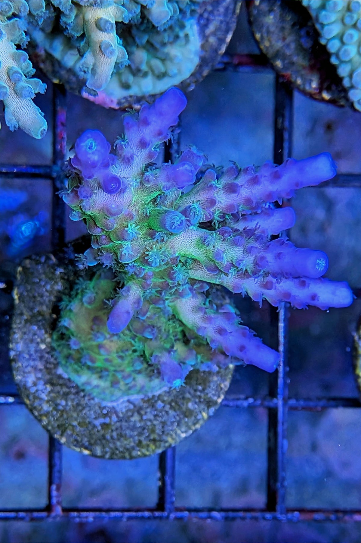Blue Tort Acropora Coral