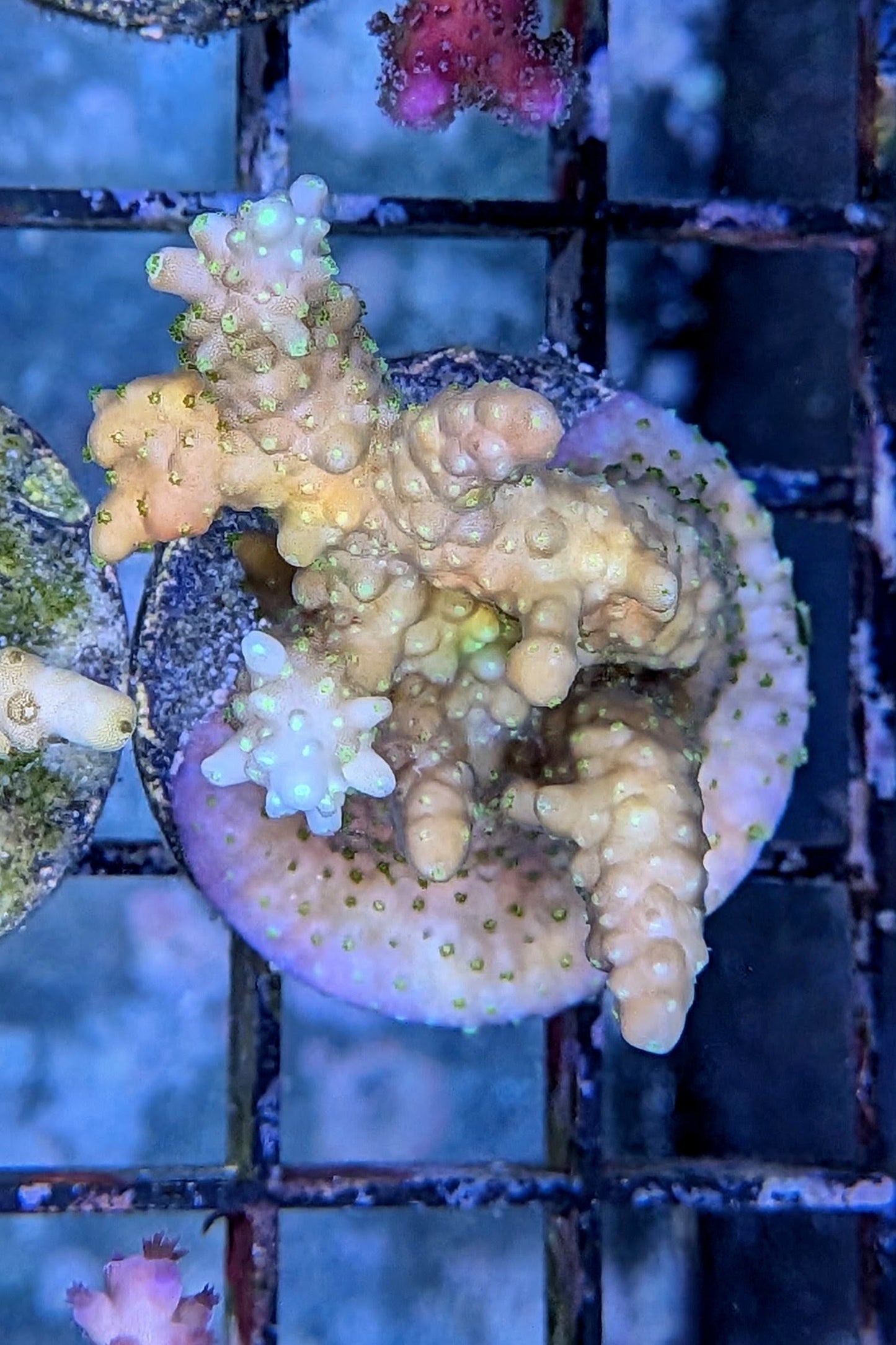 Gold with Green Polyps Acropora Coral