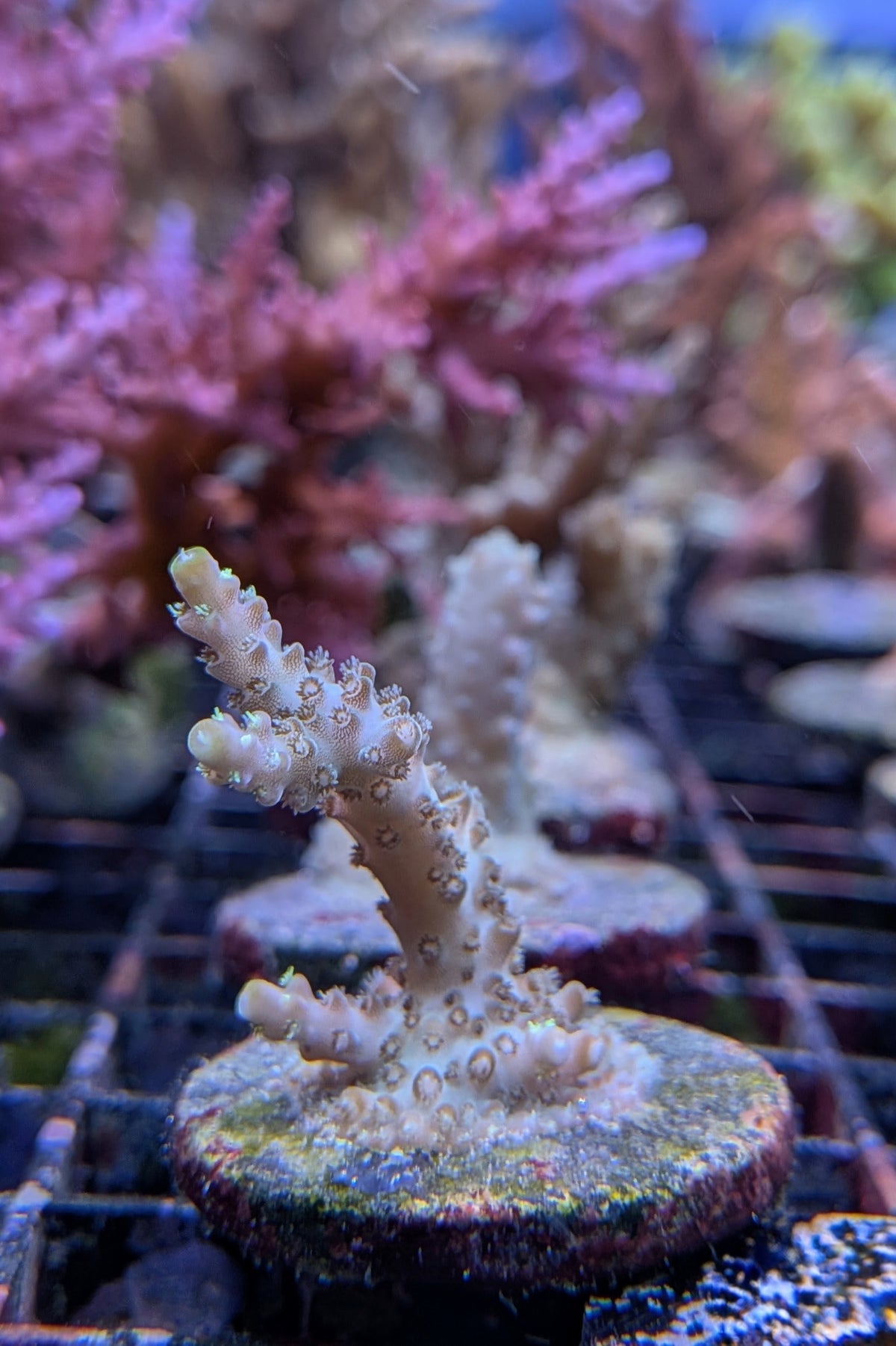 (RSCF) Northern Lights Acropora Coral