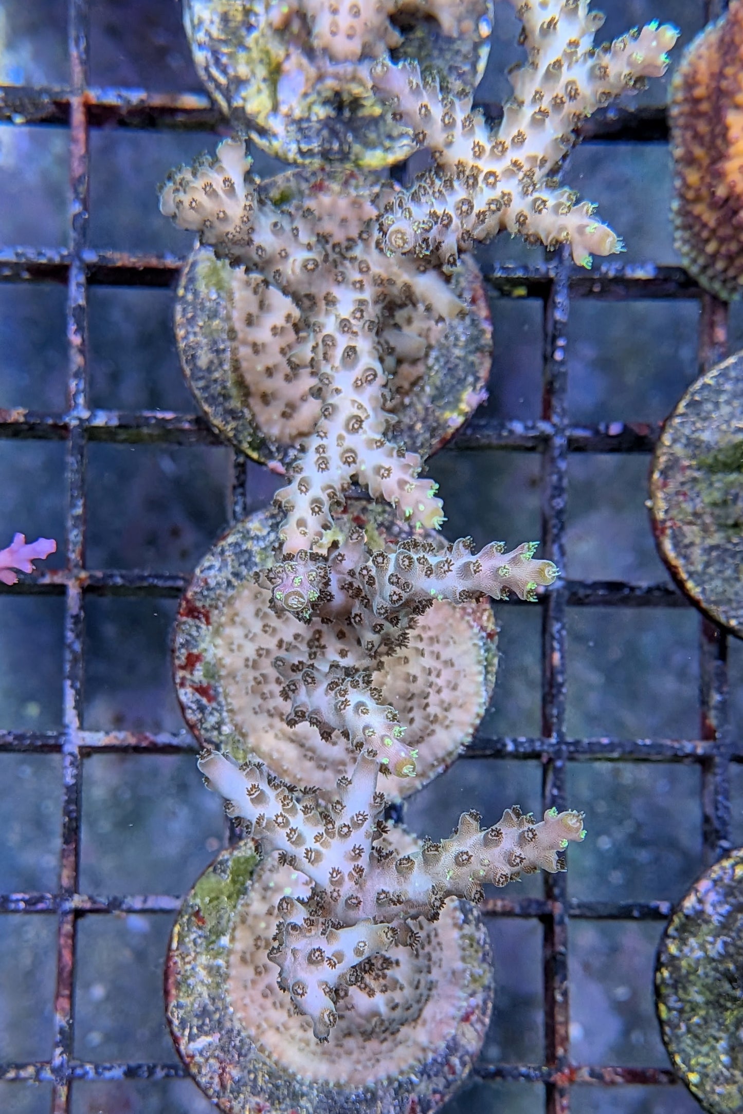 (RSCF) Northern Lights Acropora Coral