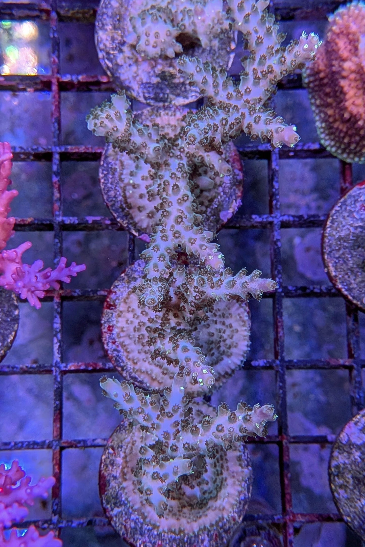 (RSCF) Northern Lights Acropora Coral