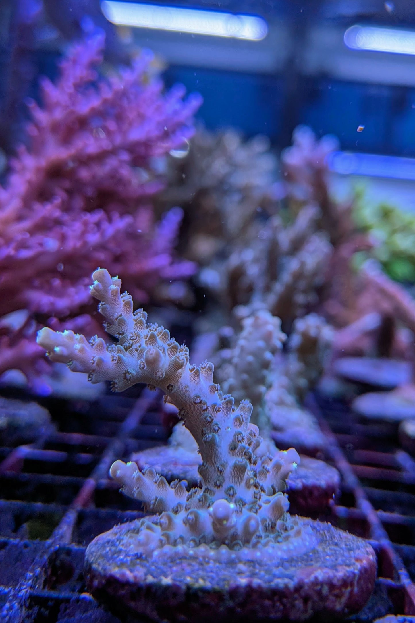 (RSCF) Northern Lights Acropora Coral