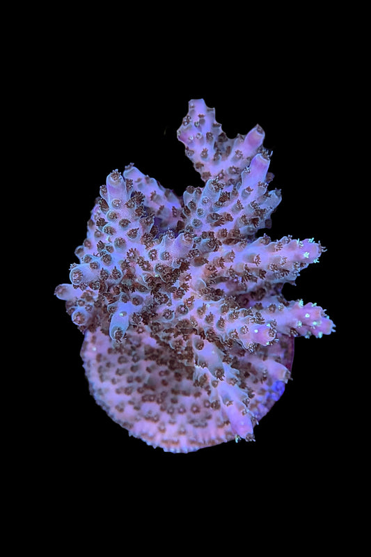 (RSCF) Northern Lights Acropora Coral