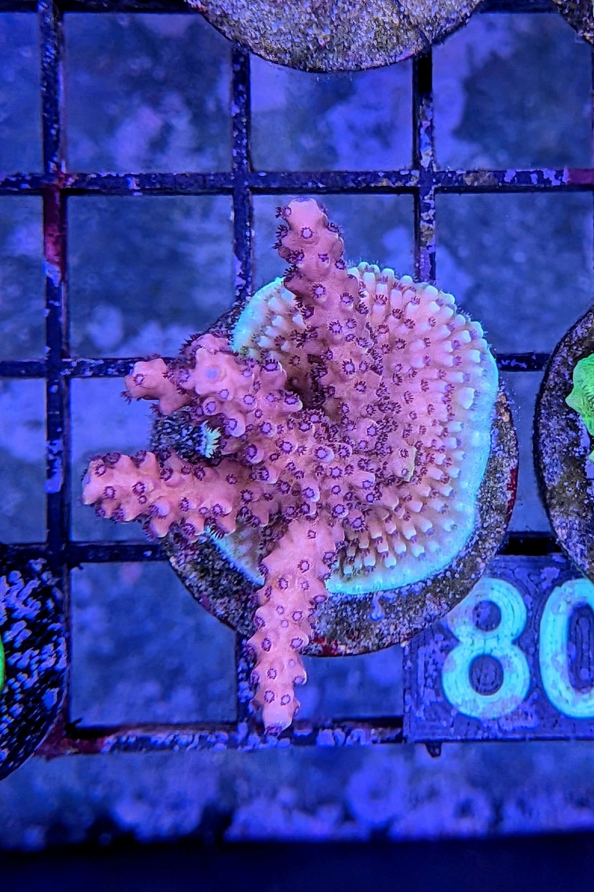 Pink Cadillac Acropora Coral