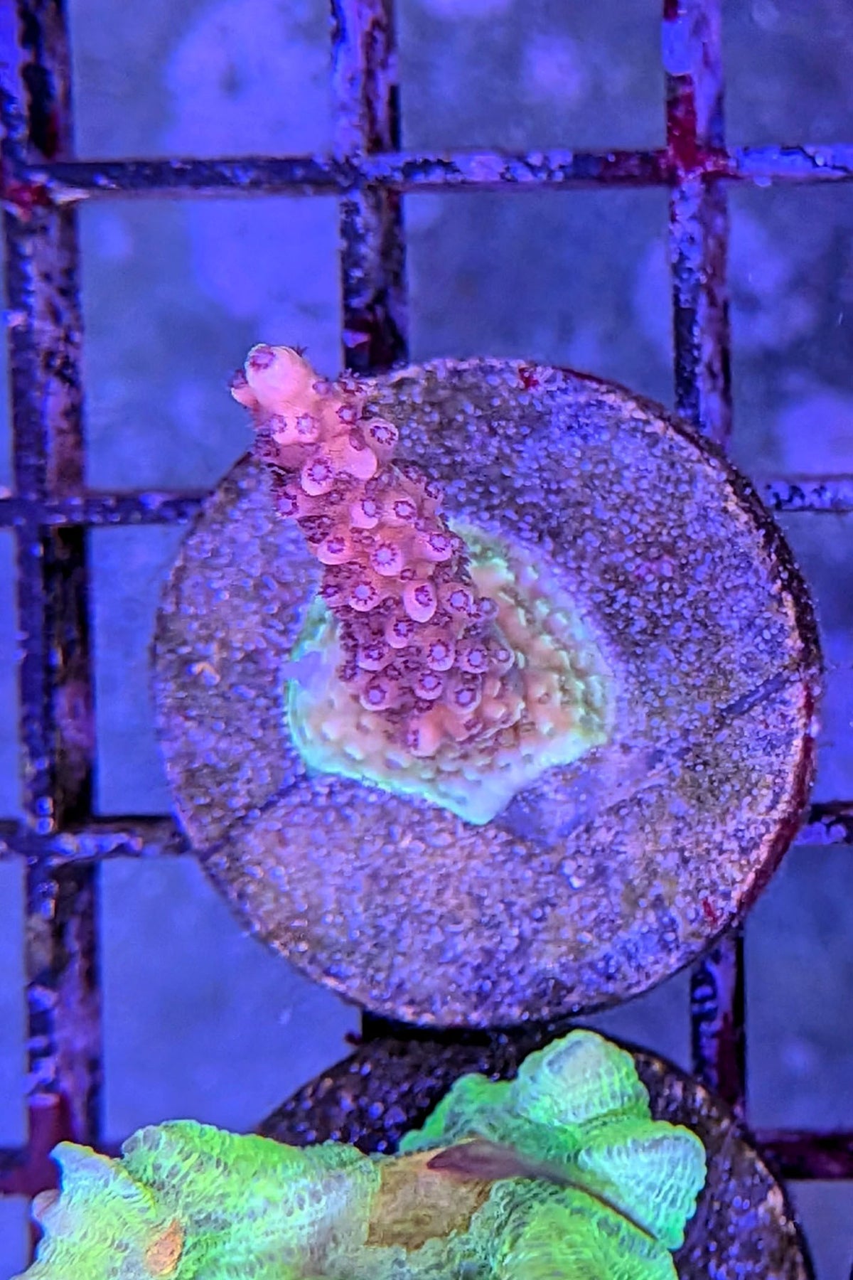 Pink Cadillac Acropora Coral