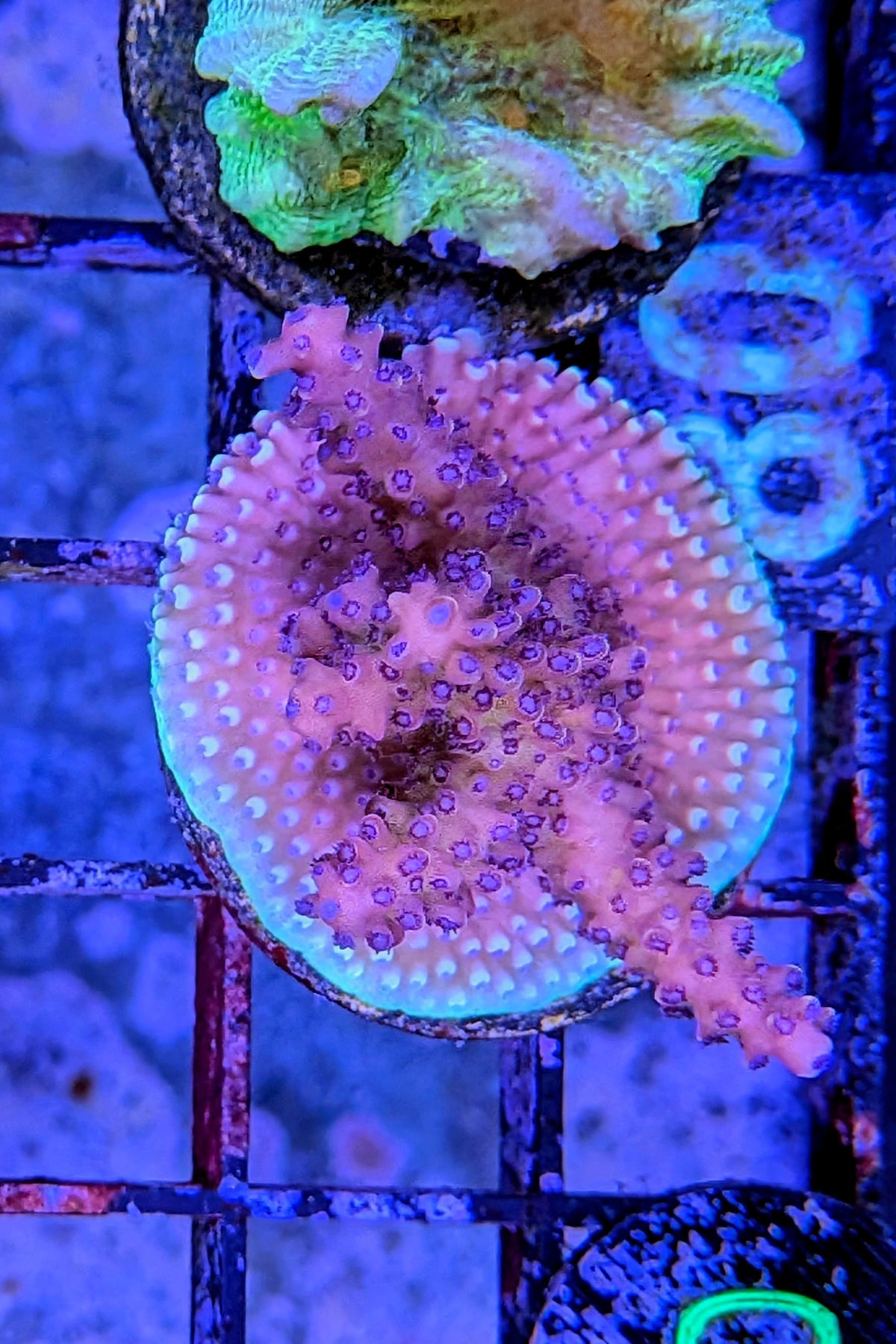 Pink Cadillac Acropora Coral