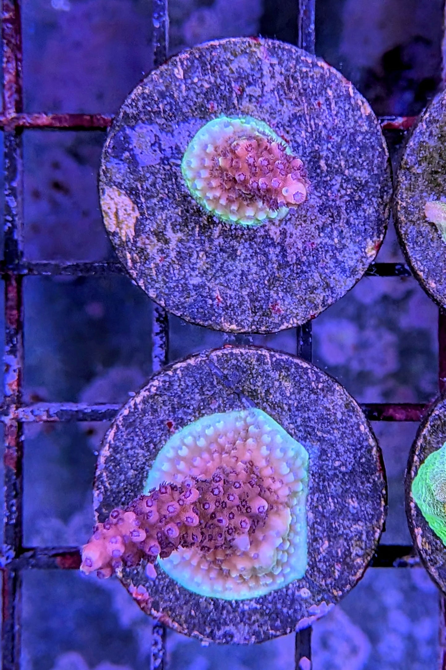 Pink Cadillac Acropora Coral