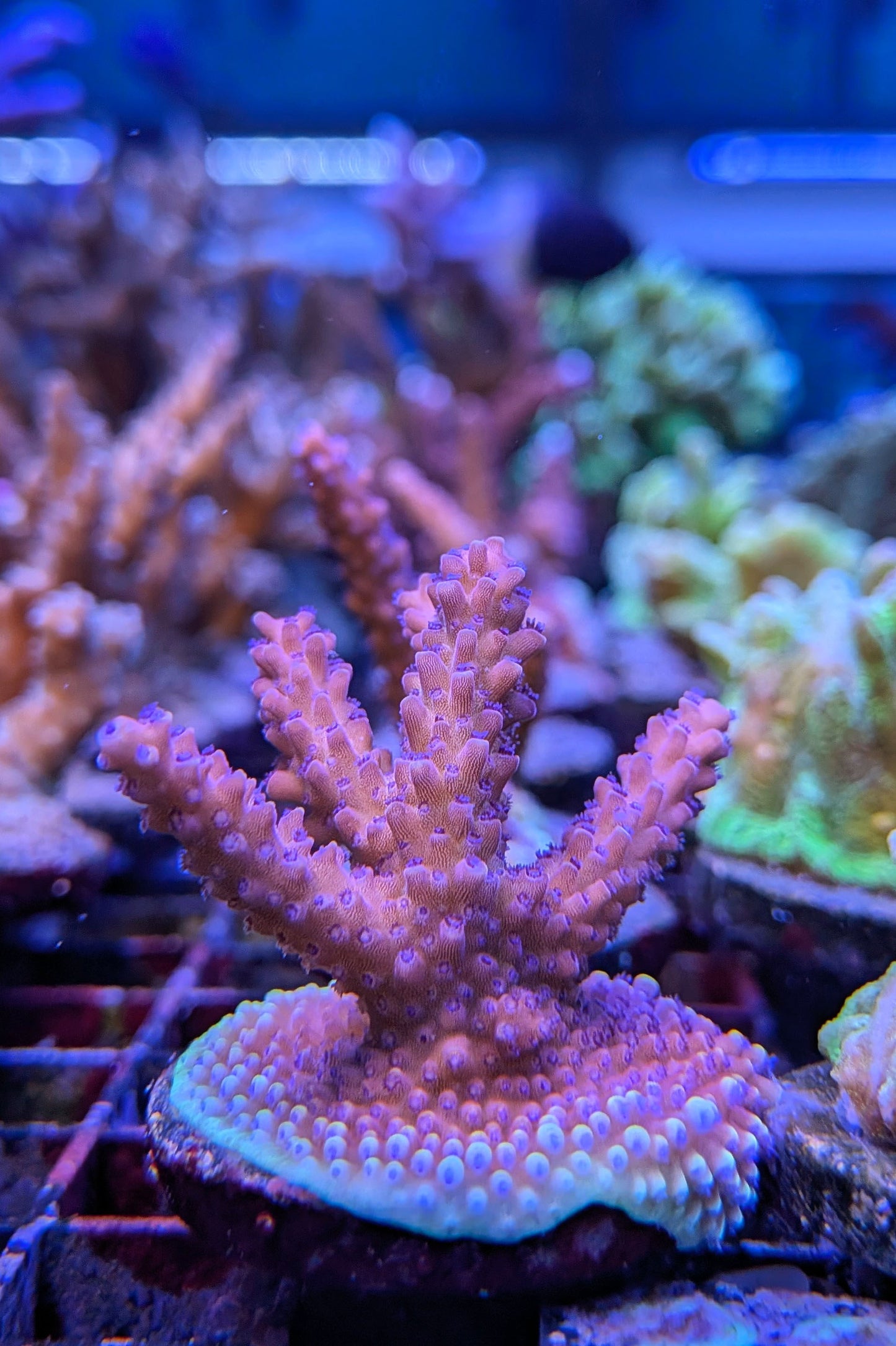Pink Cadillac Acropora Coral