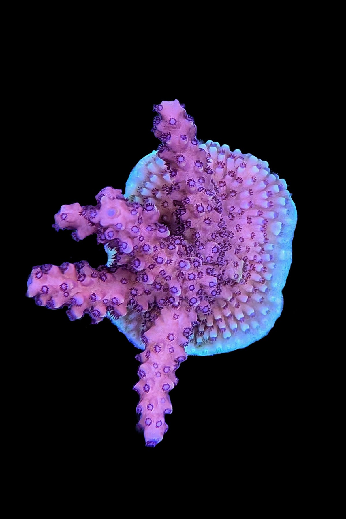 Pink Cadillac Acropora Coral