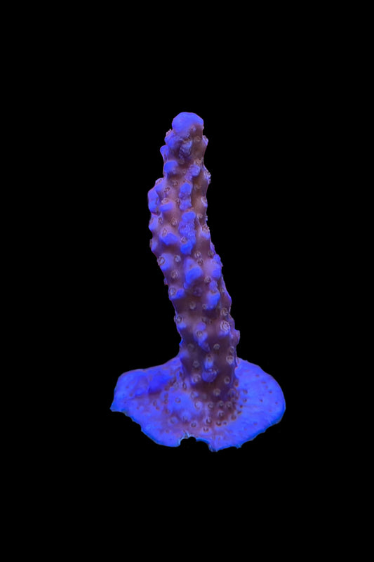 Sunset Acropora Coral