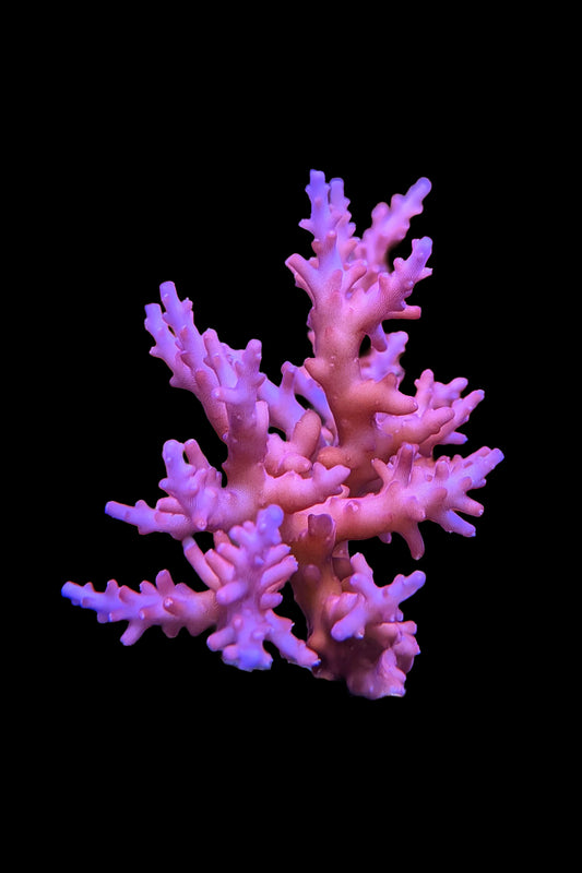 Red Dragon Acropora