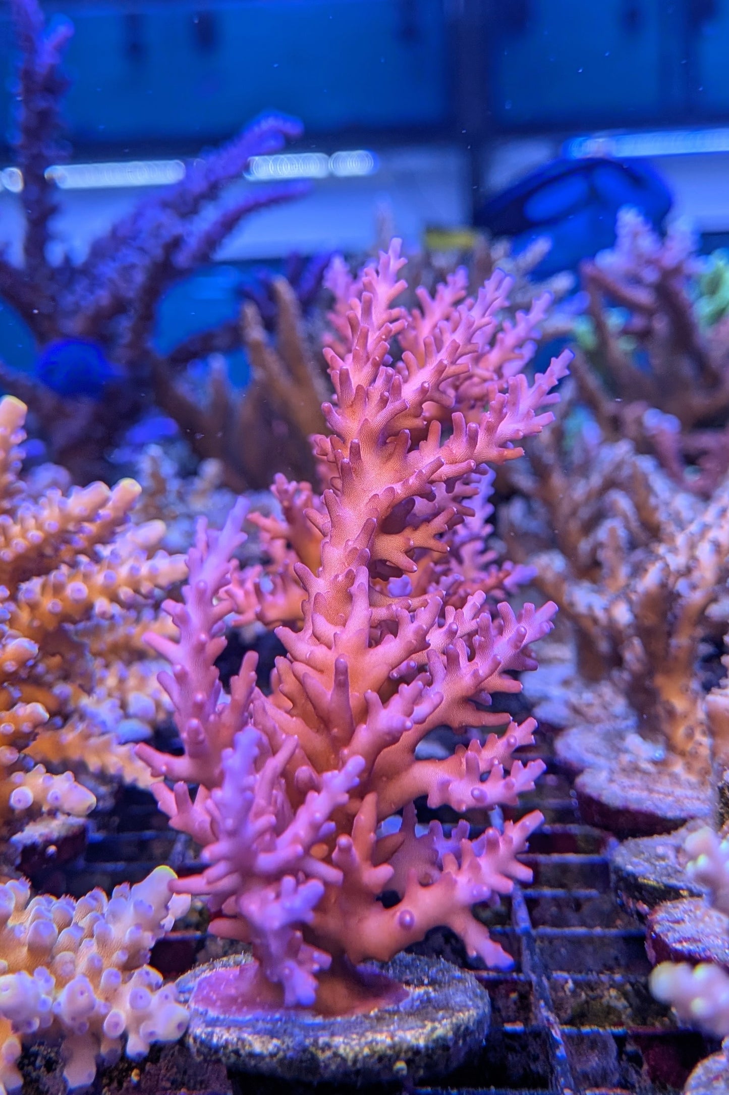 Red Dragon Acropora