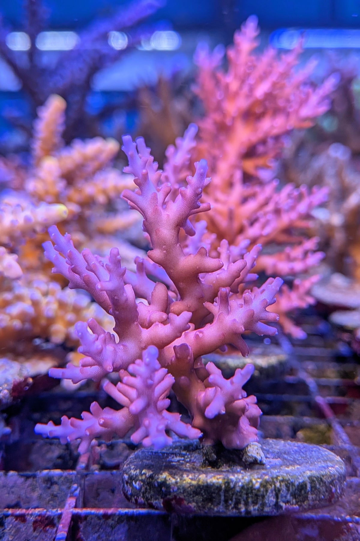 Red Dragon Acropora