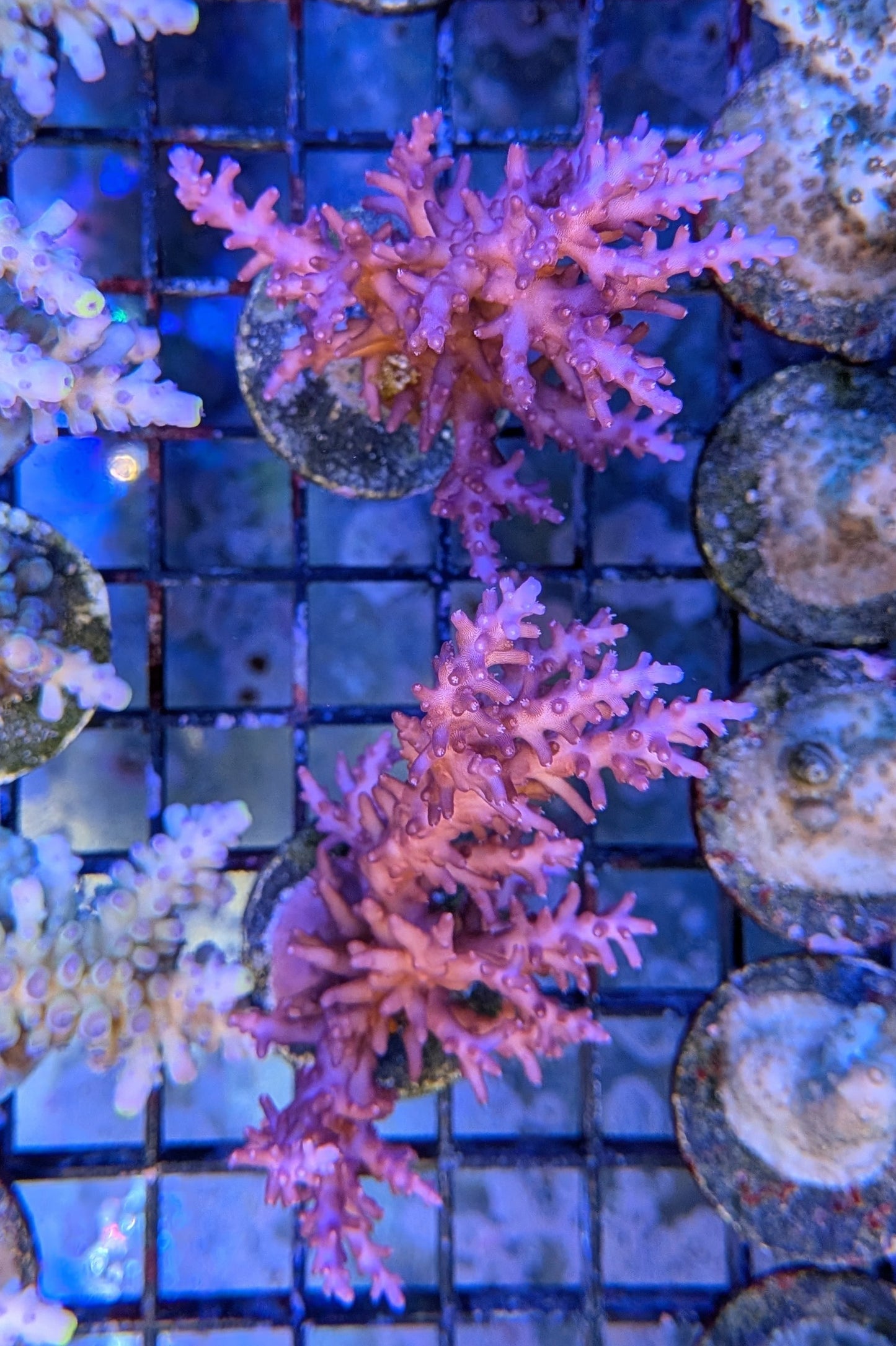 Red Dragon Acropora