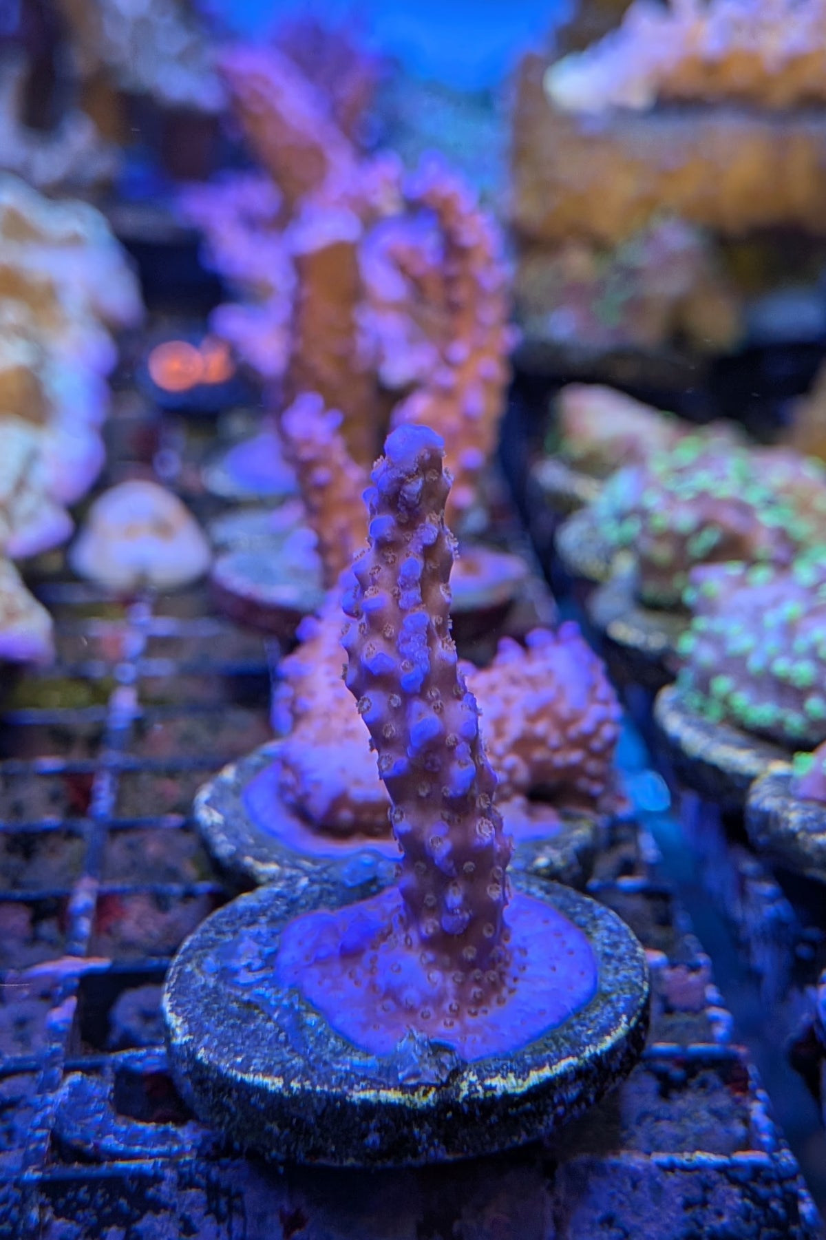 Sunset Acropora Coral