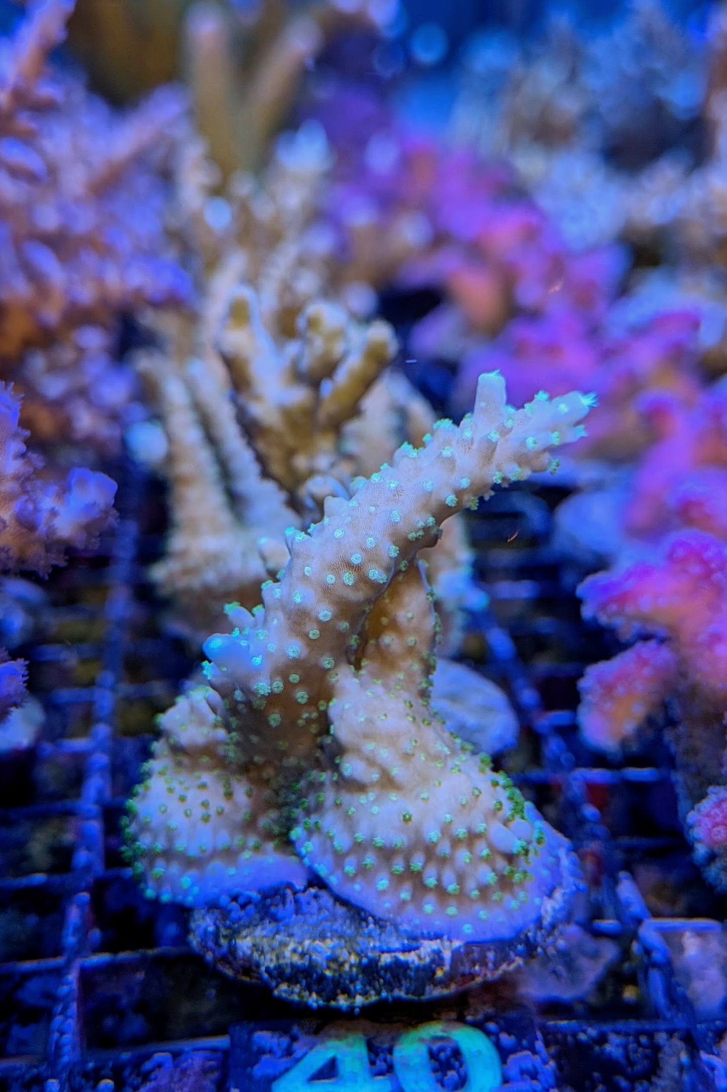 Gold with Green Polyps Acropora Coral
