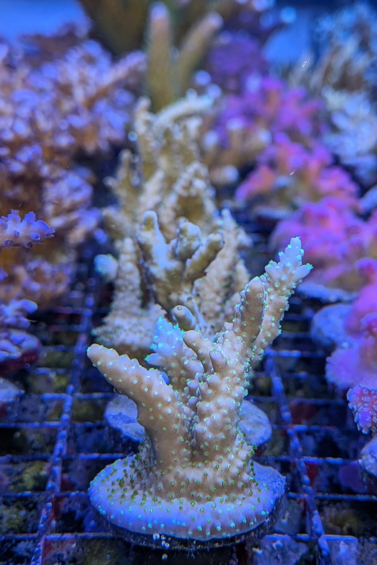 Gold with Green Polyps Acropora Coral