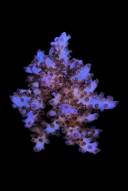Tricolor Valida Acropora Coral
