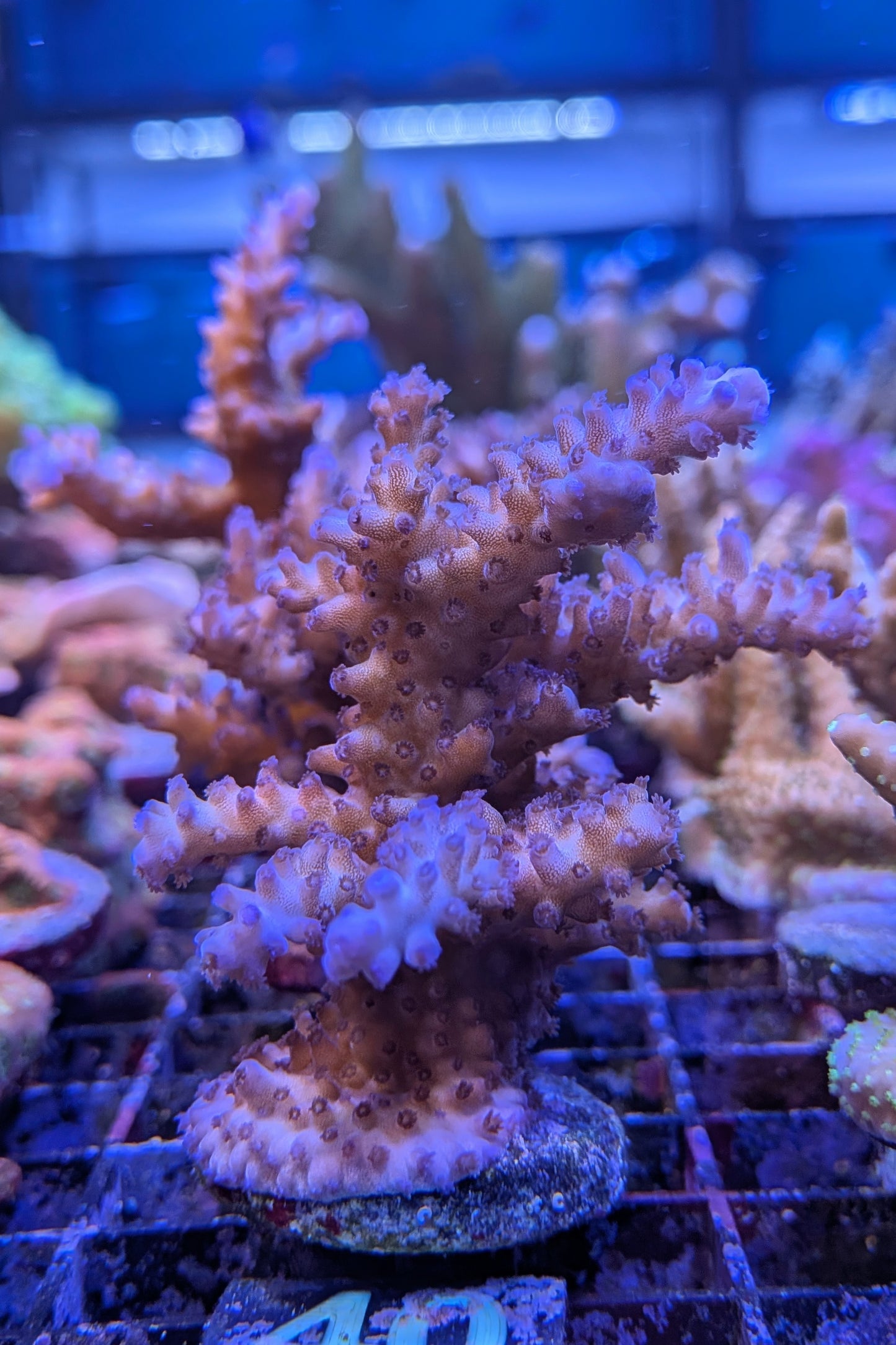 Tricolor Valida Acropora Coral