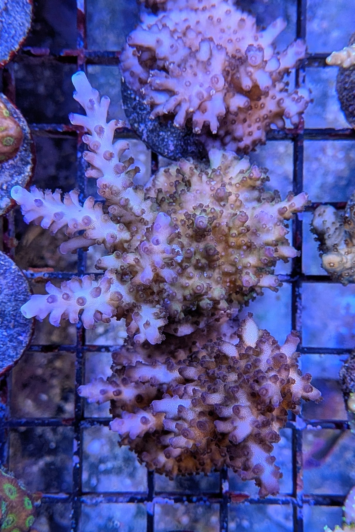 Tricolor Valida Acropora Coral