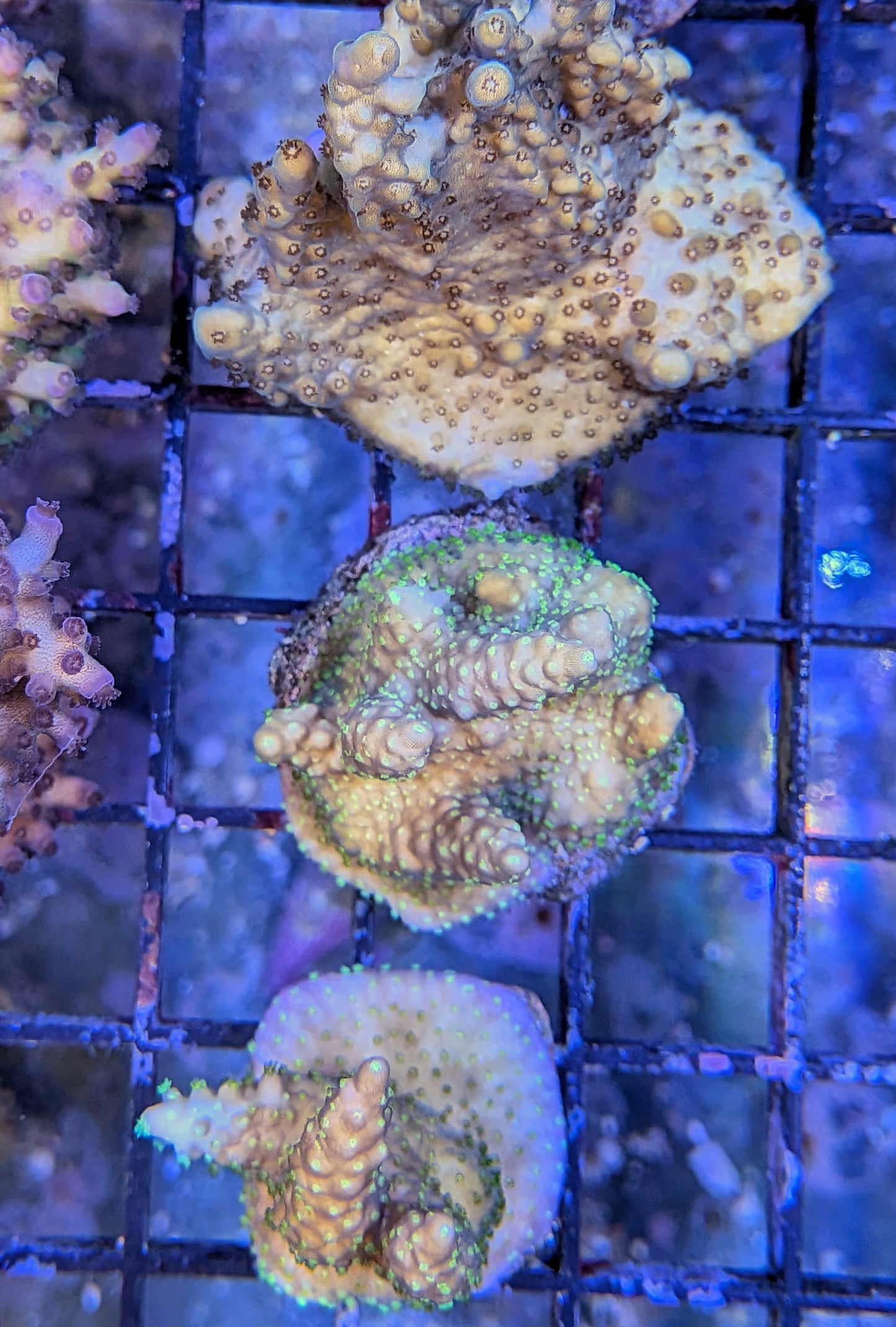 Gold with Green Polyps Acropora Coral
