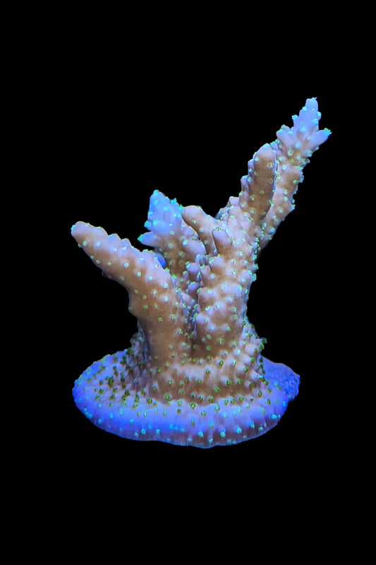 Gold with Green Polyps Acropora Coral