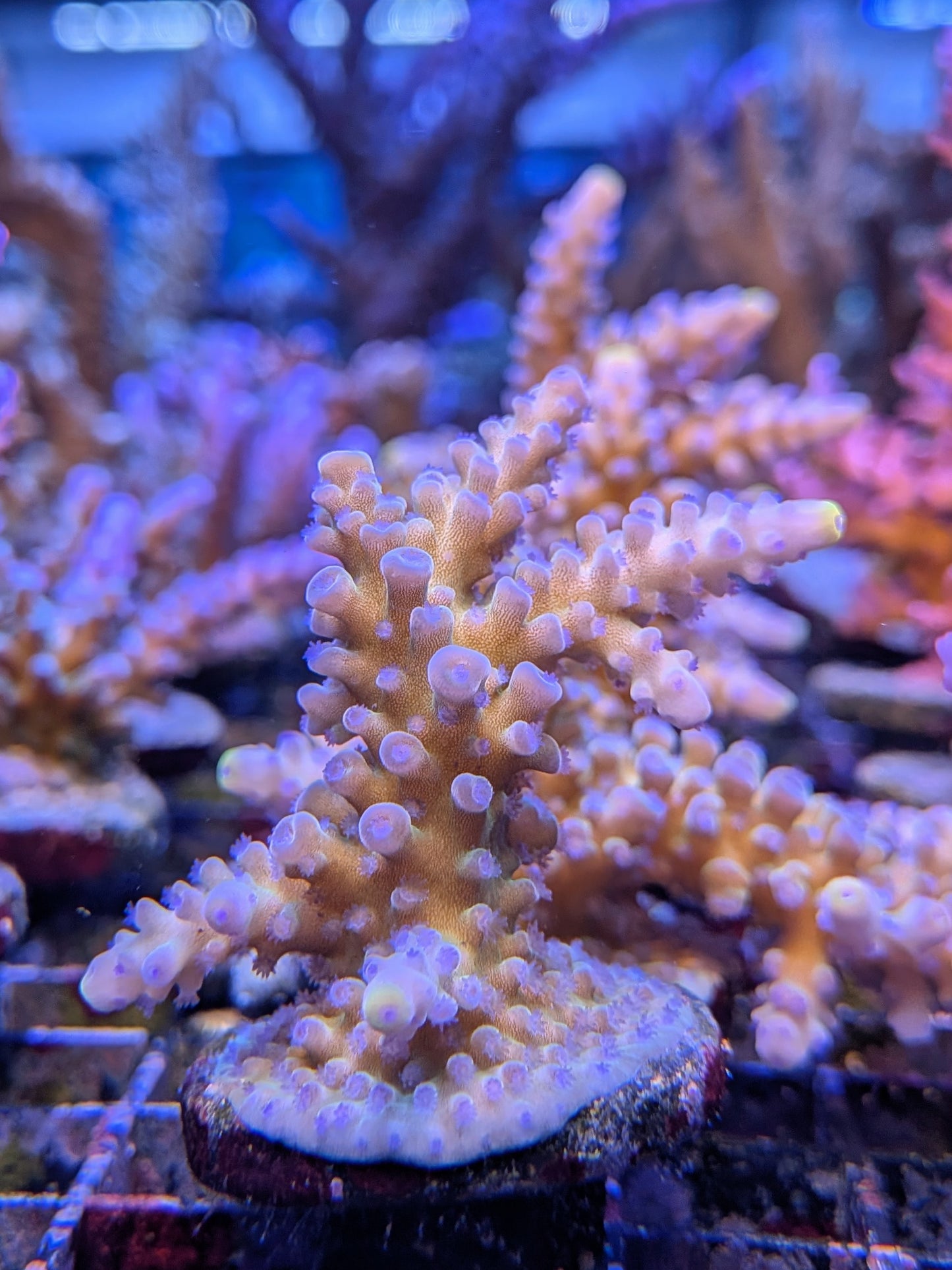 (RSCF) Blueberry (Yellow Tip) Acropora Coral