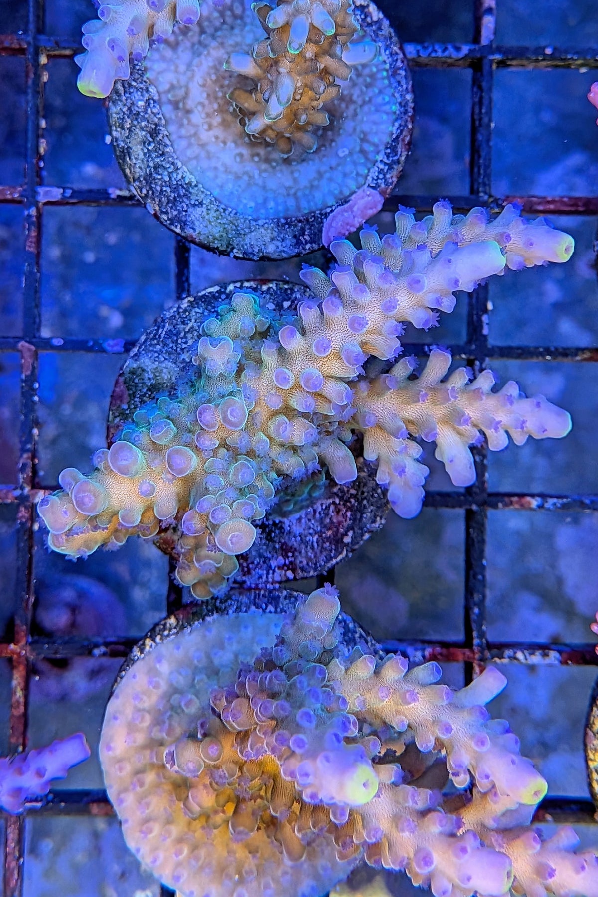 (RSCF) Blueberry (Yellow Tip) Acropora Coral