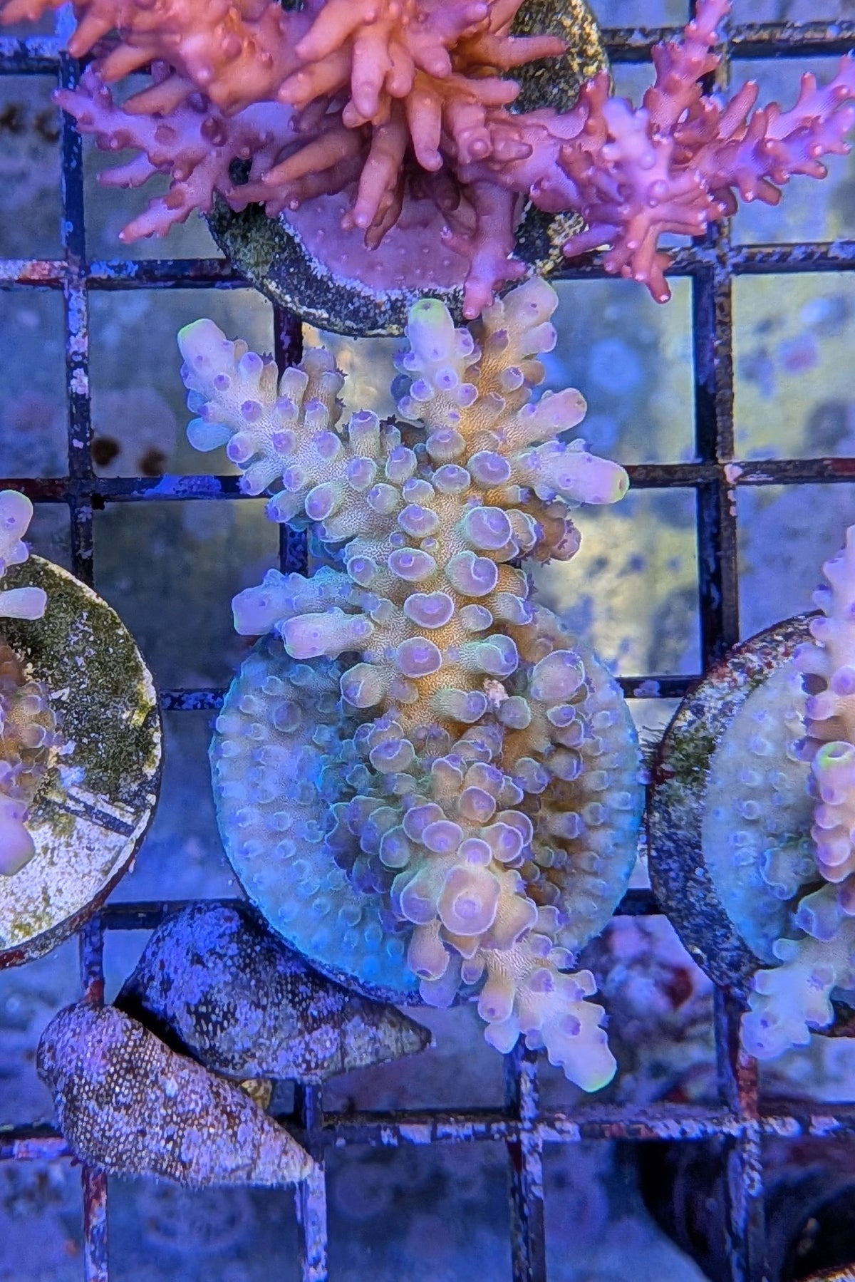 (RSCF) Blueberry (Yellow Tip) Acropora Coral