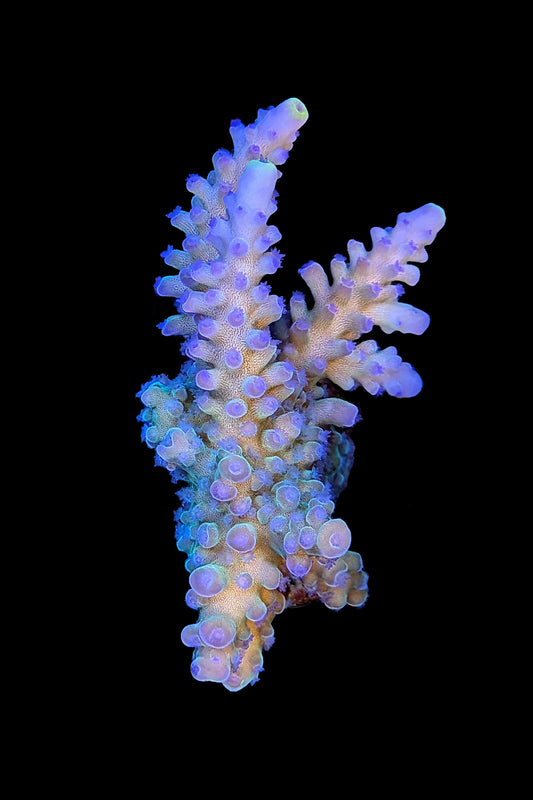 (RSCF) Blueberry (Yellow Tip) Acropora Coral