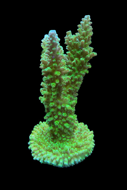 Green Slimer Acropora yongei Coral