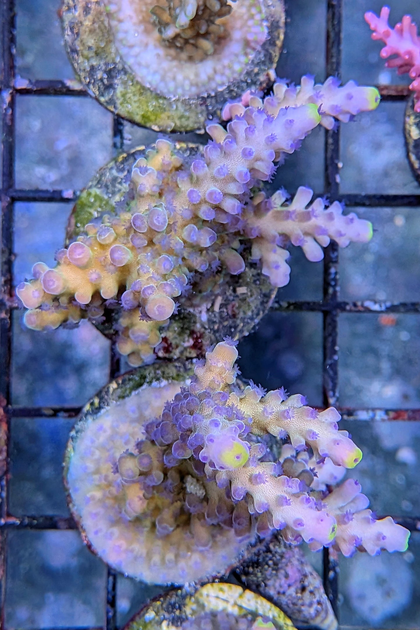 (RSCF) Blueberry (Yellow Tip) Acropora Coral