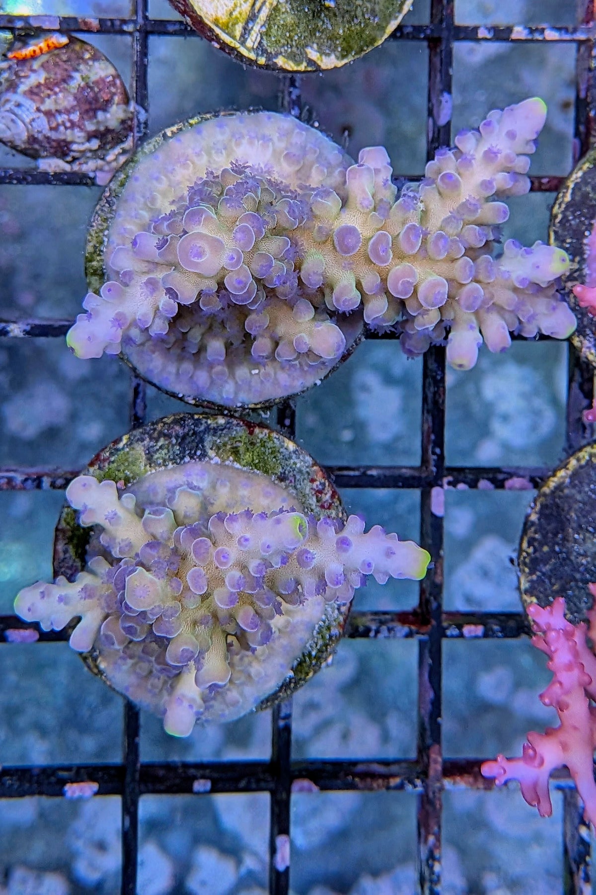 (RSCF) Blueberry (Yellow Tip) Acropora Coral