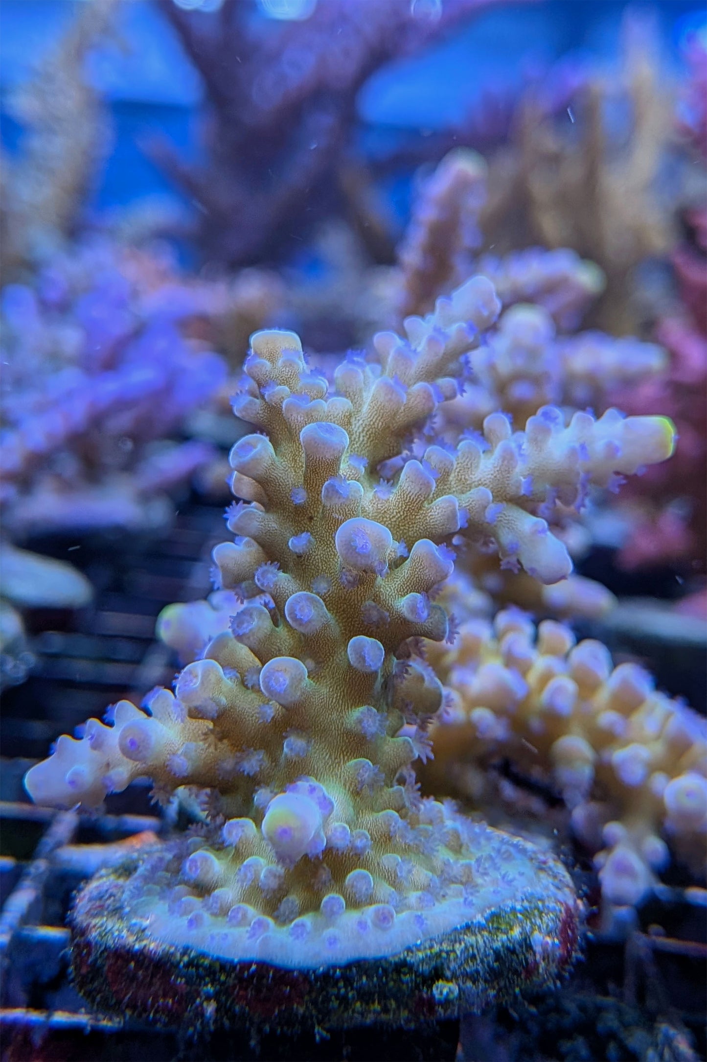 (RSCF) Blueberry (Yellow Tip) Acropora Coral
