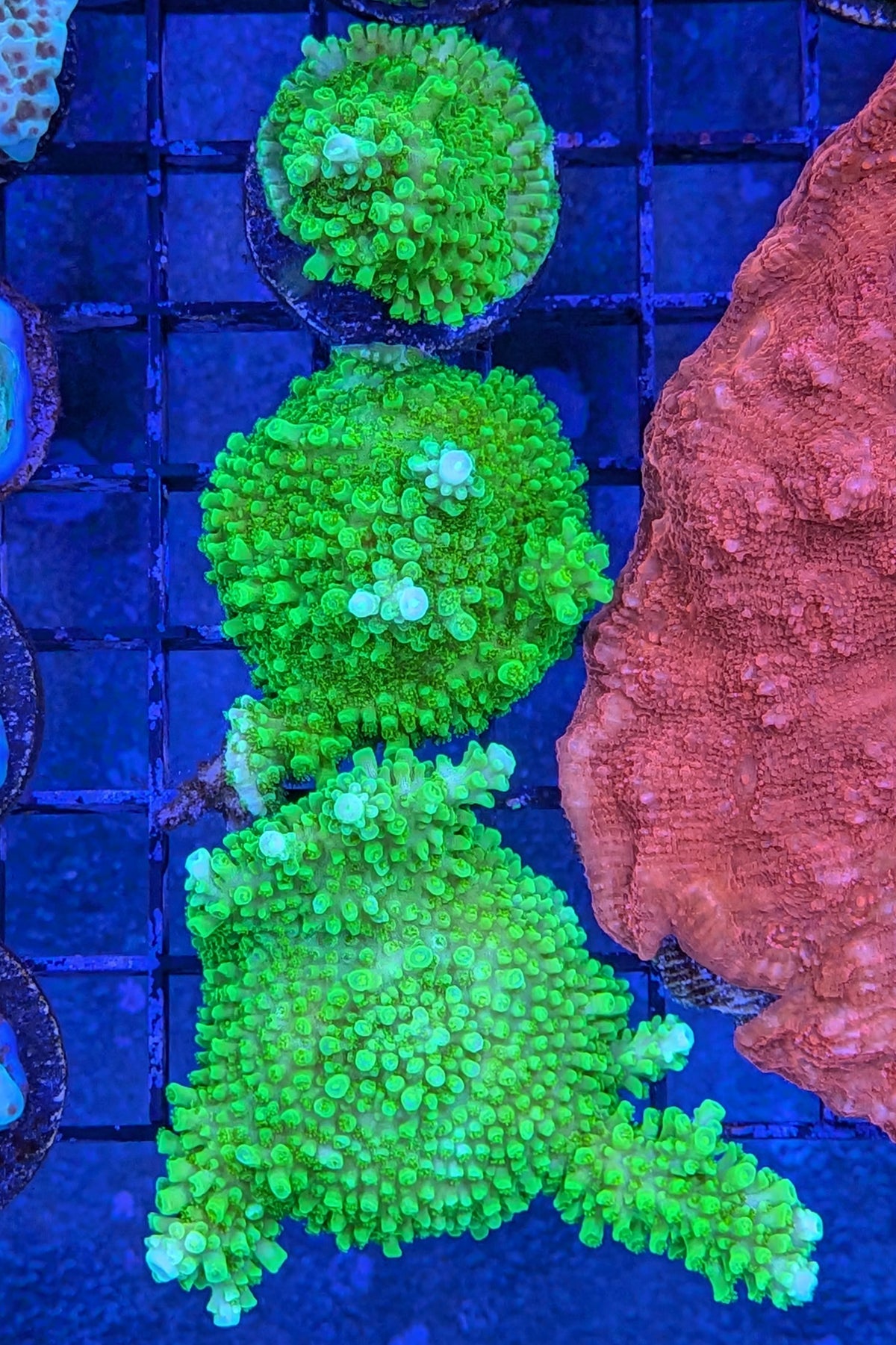 Green Slimer Acropora yongei Coral