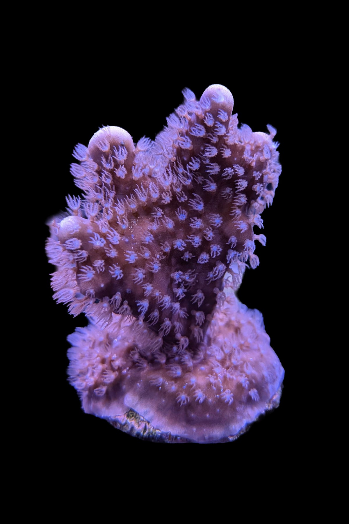 Blue Ridge Coral