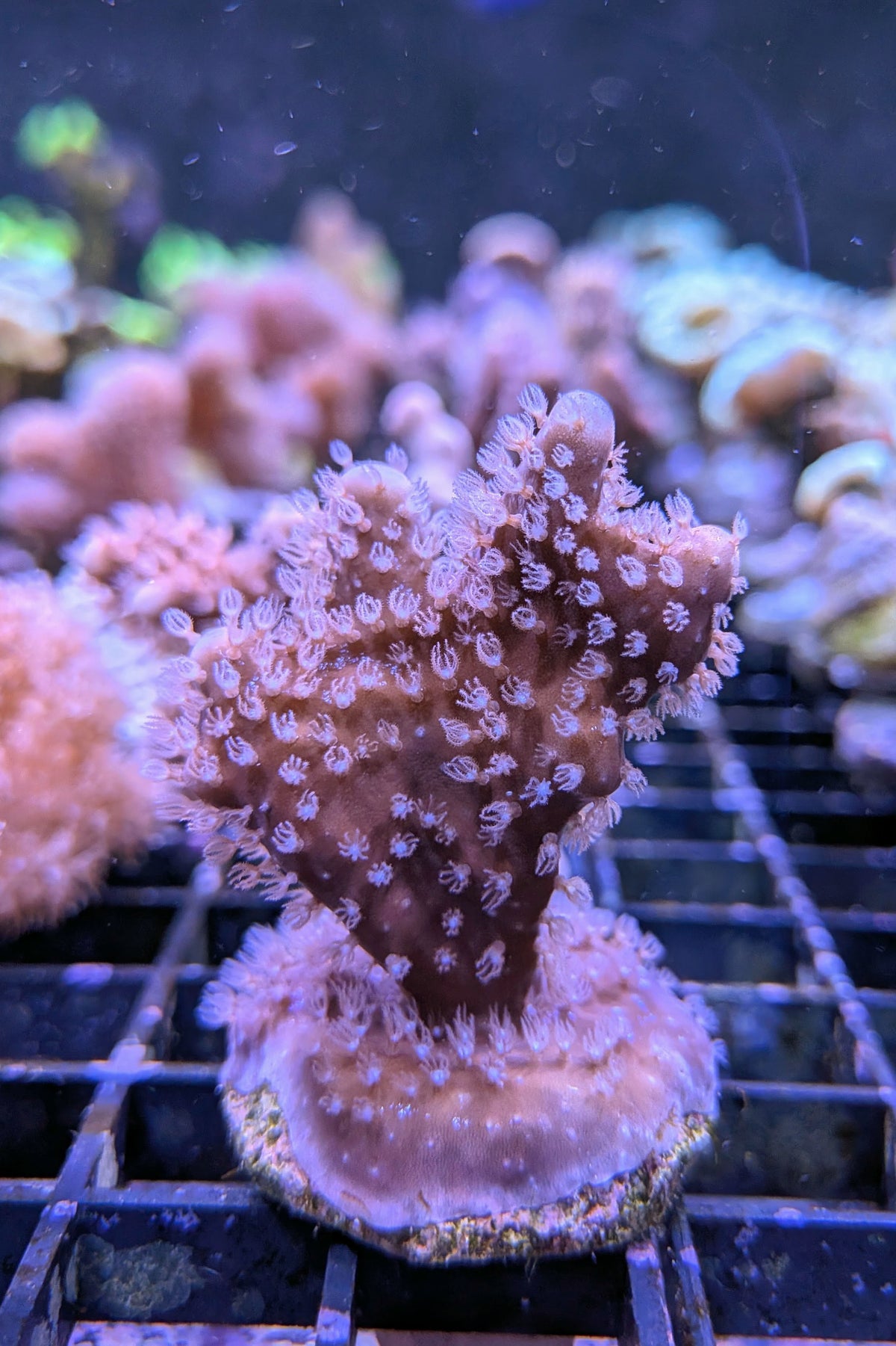 Blue Ridge Coral